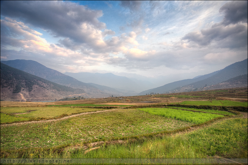 Rice Fields, Punakha Bhutan