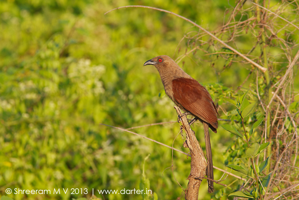 Andaman Series #1: Endemic birds of Andamans - Darter Photography