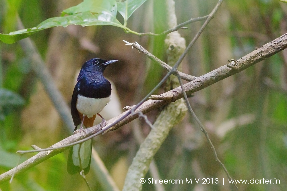 Andaman Series #1: Endemic birds of Andamans - Darter Photography Andaman Series #1: Endemic birds of Andamans - Darter Photography