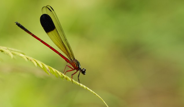 flickr macro photography flickr macro photography