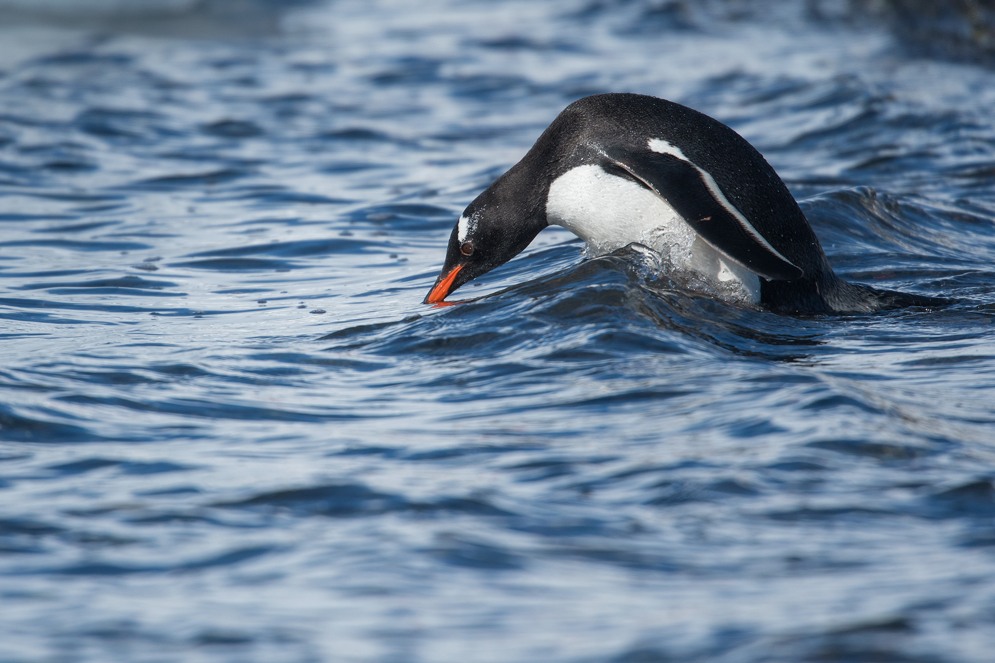 penguins antarctica penguin darter dive peninsula highways antarctic thieves stories